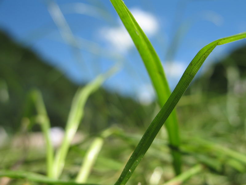 Green grass of home...