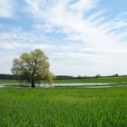 Green Grass, White Swan and Golden Sunshine