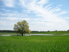 Green Grass, White Swan and Golden Sunshine