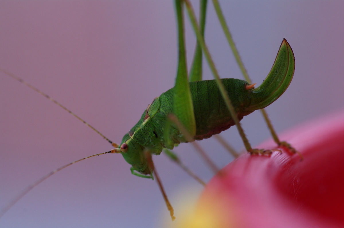 Green grasshopper