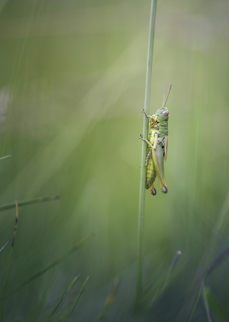 Green Grasshopper