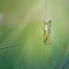 Green Grasshopper