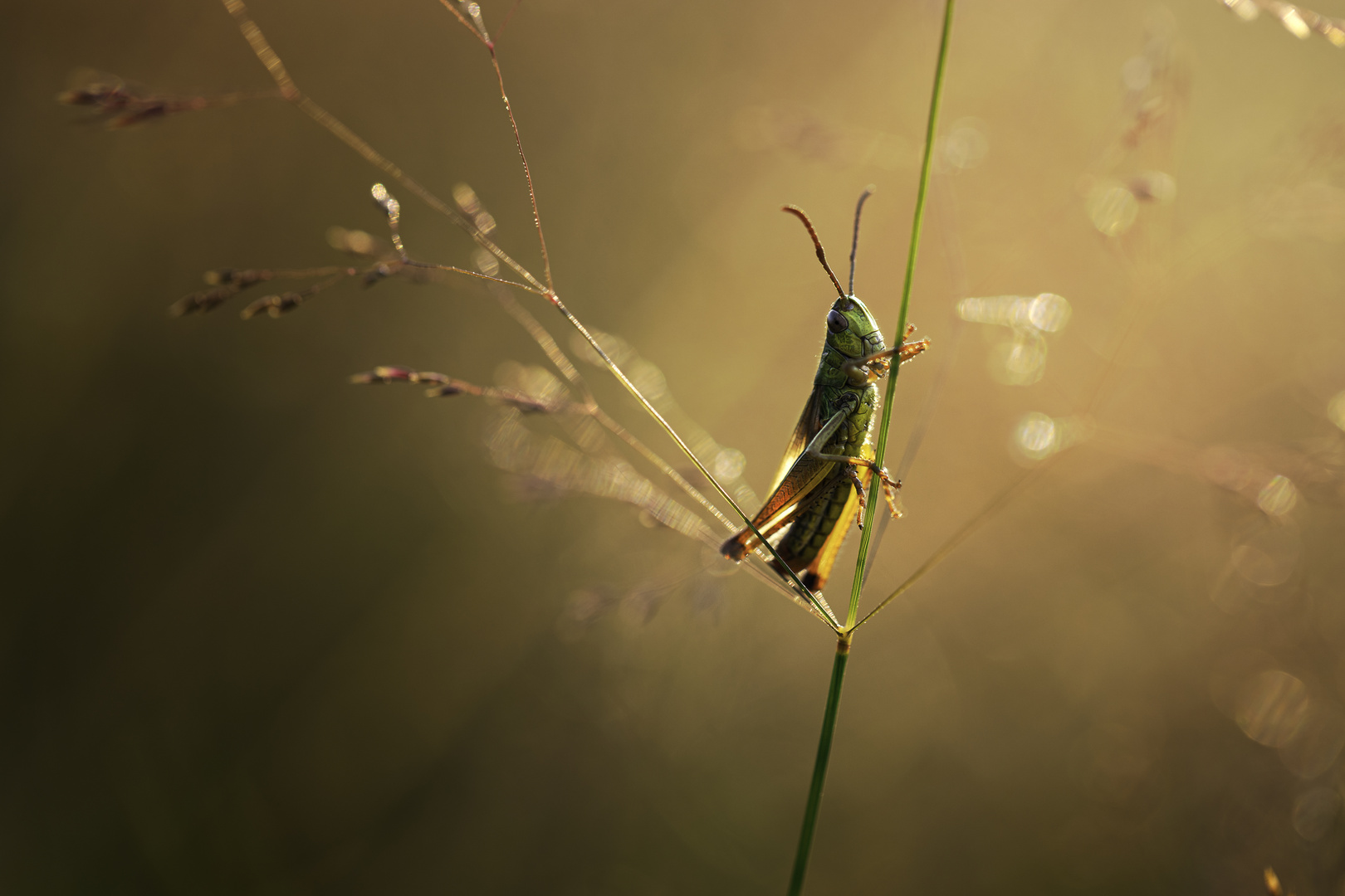 Green grasshopper