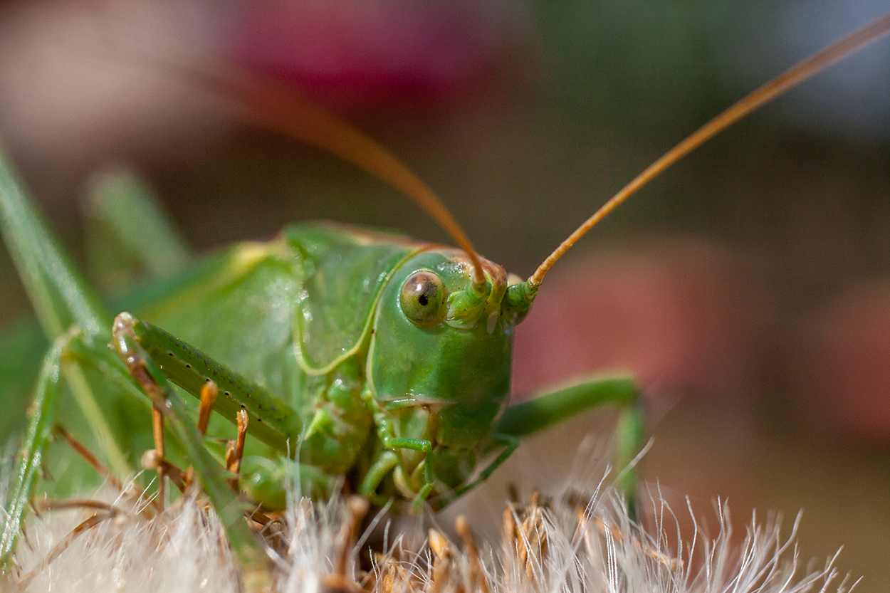 green grasshopper at '' all you can eat ''