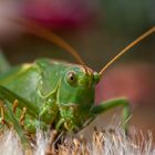 green grasshopper at '' all you can eat ''