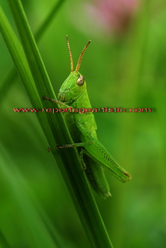 green grasshopper