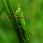 green grasshopper