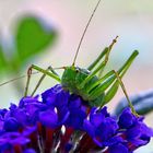 Green Grasshopper