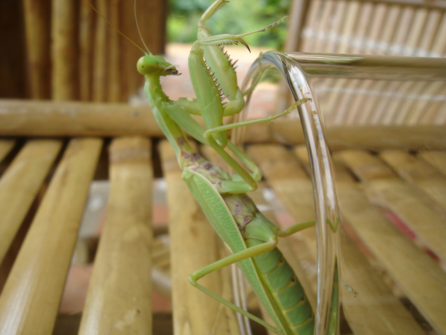 Green Grasshopper Cocktail