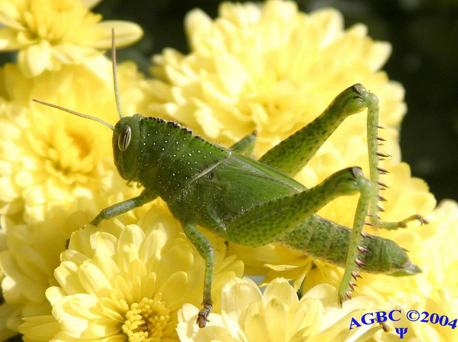 Green grasshopper in yellow flower