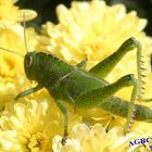 Green grasshopper in yellow flower