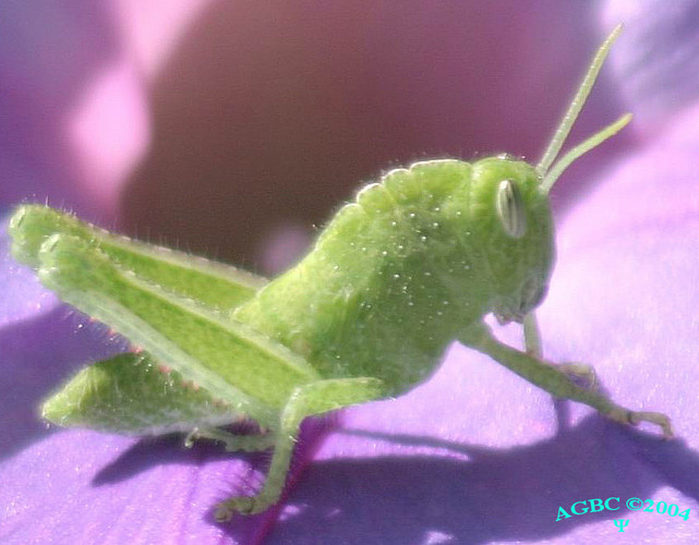 Green grasshopper on purple flower