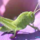 Green grasshopper on purple flower