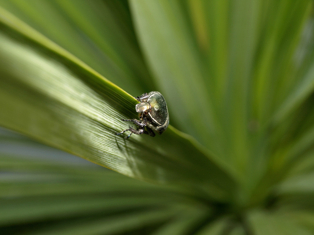 green-green-bug