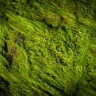 Green Green Gras of Sea