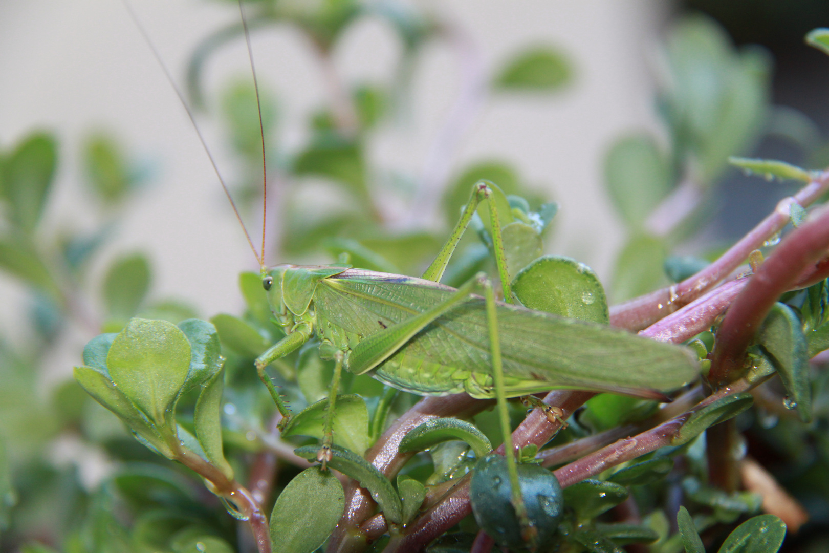 green green Grashopper...