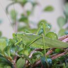 green green Grashopper...