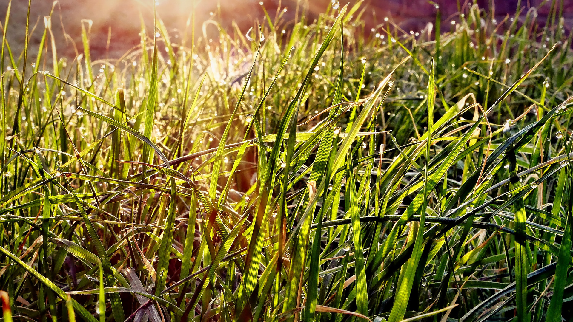Green green Grass Of Home