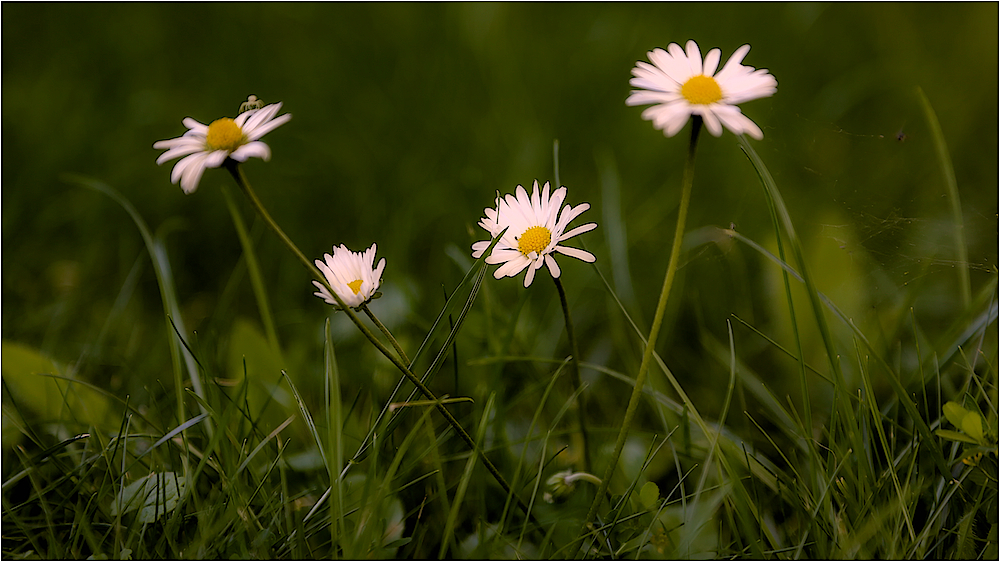 green green grass of home ...