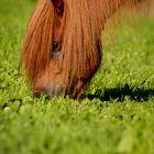 green, green grass of islandic home