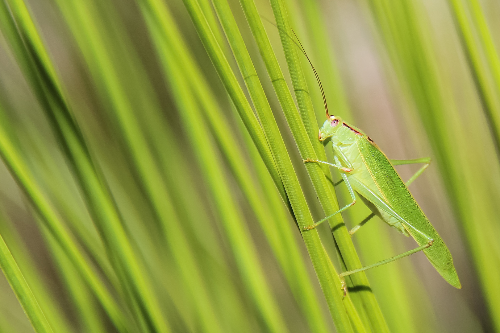 Green Green Grasshopper