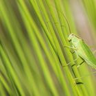 Green Green Grasshopper