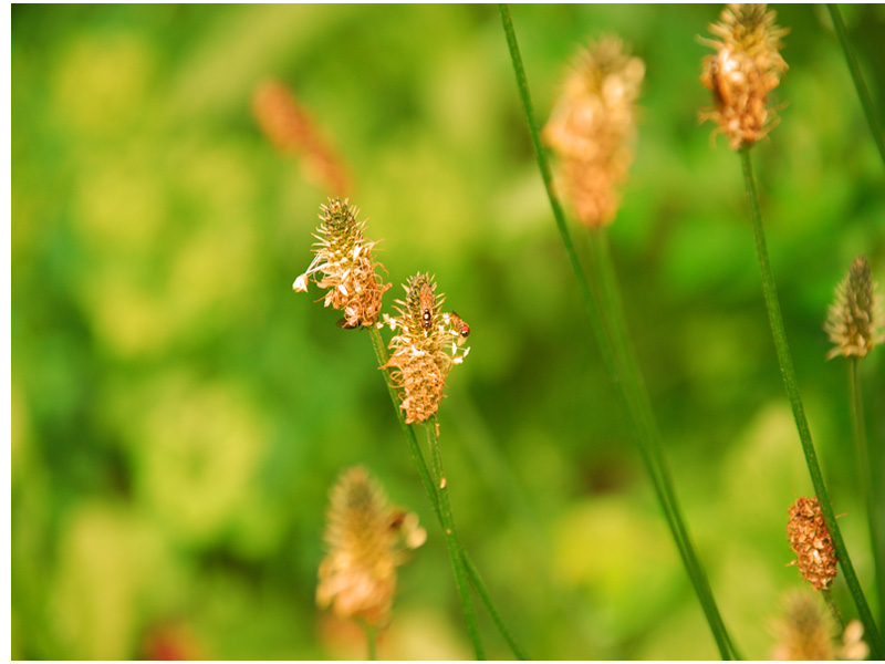 "Green green Summer"