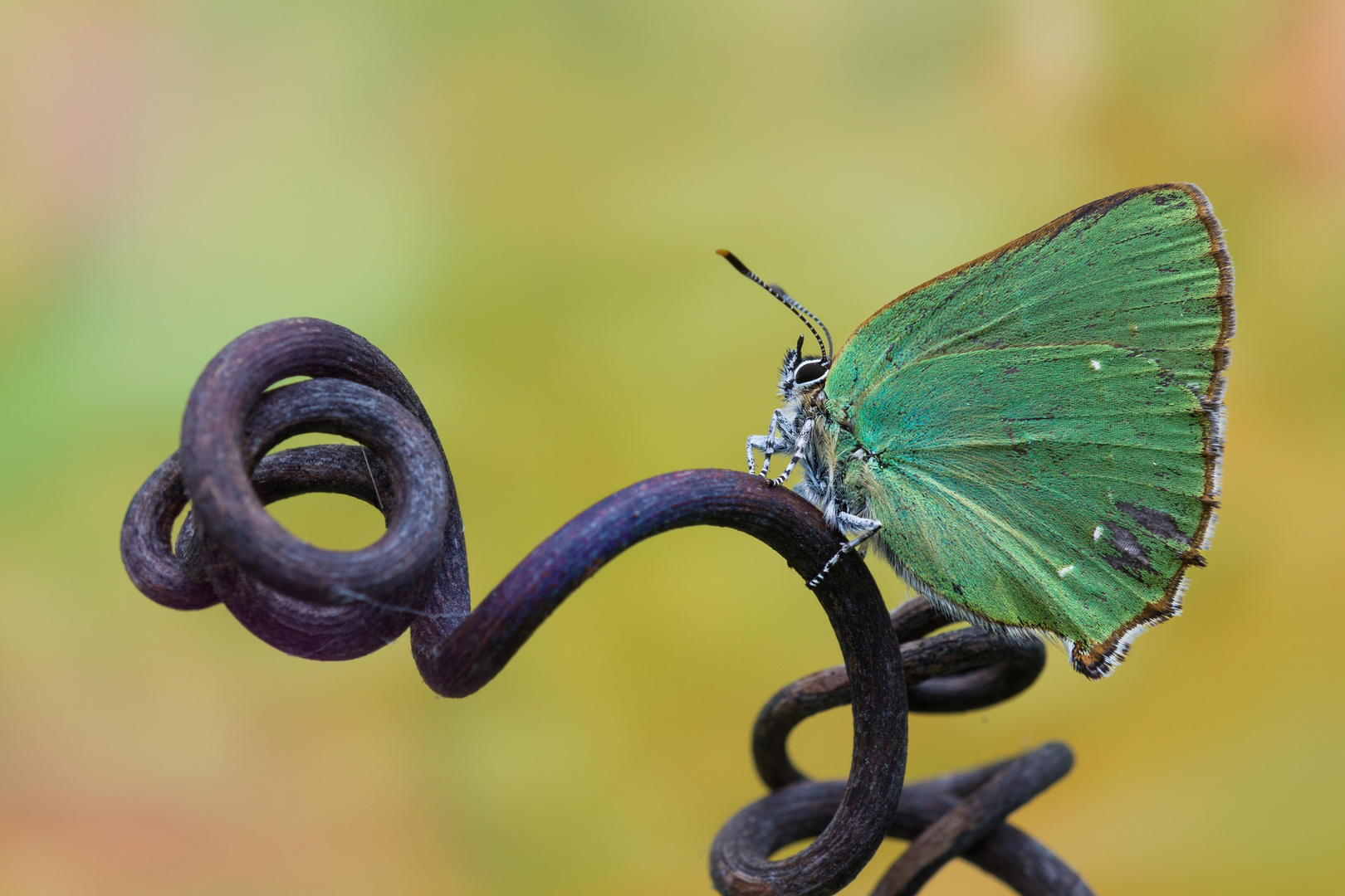 Green hairstreak