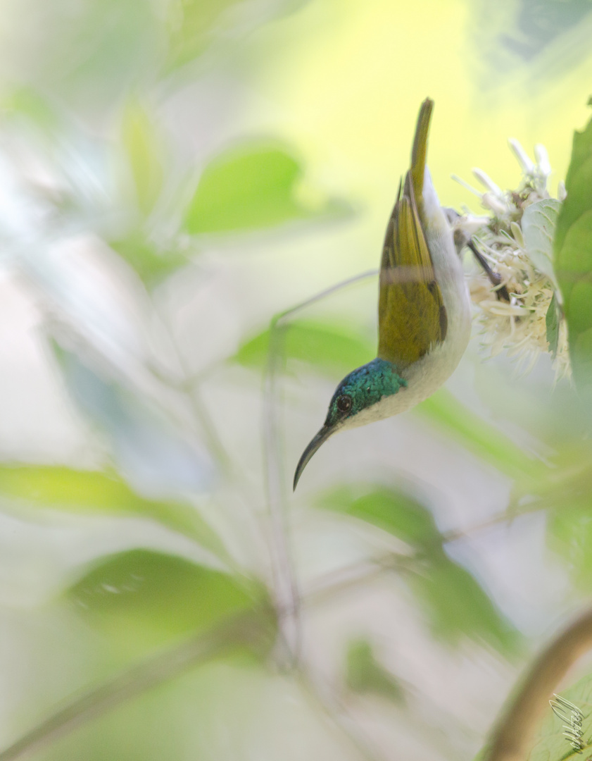 Green-Headed Sunbird