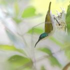 Green-Headed Sunbird