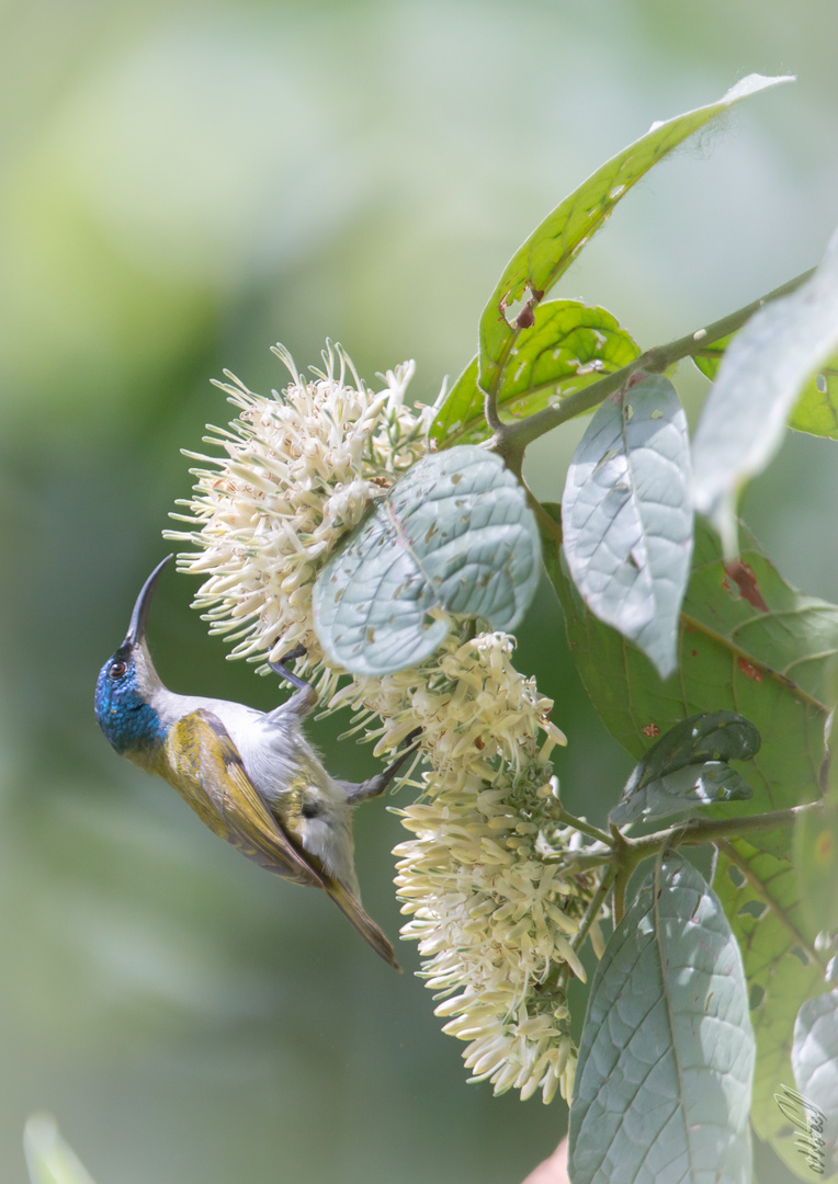 Green-Headed Sunbird