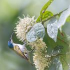 Green-Headed Sunbird