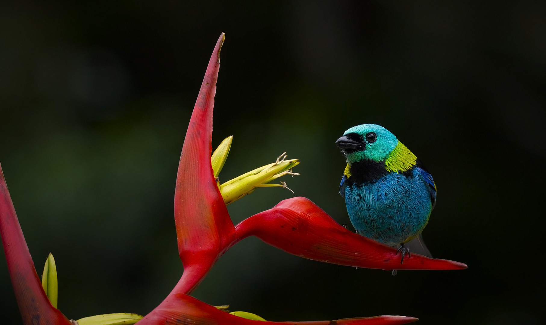 Green-headed tanager (Tangara seledon)