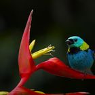 Green-headed tanager (Tangara seledon)