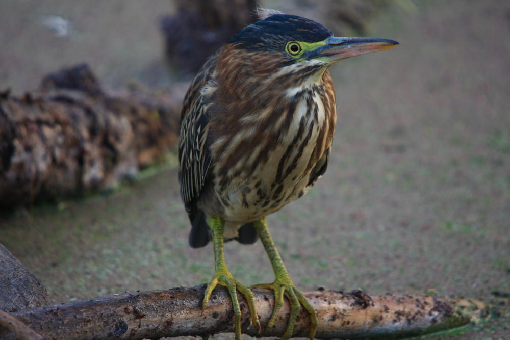 green Heron