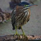 green Heron