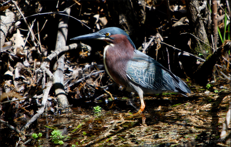 Green Heron....