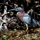 Green Heron....