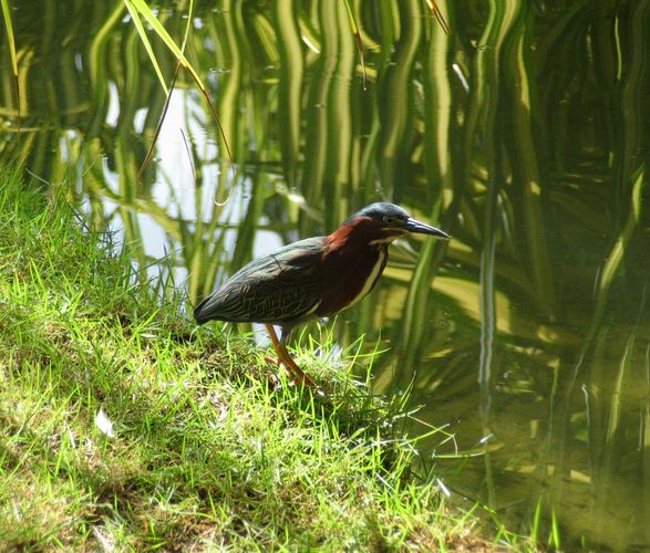 Green Heron