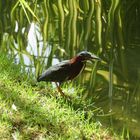 Green Heron