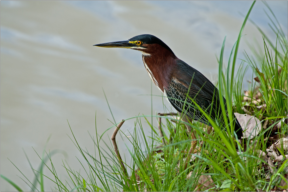 Green Heron