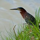 Green Heron