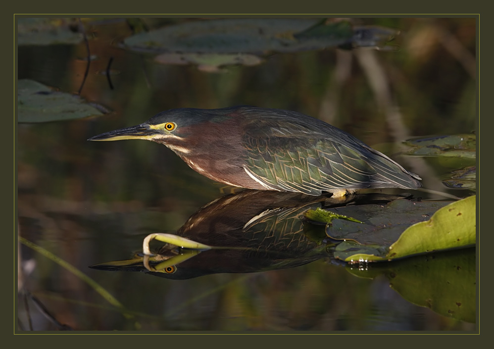 Green Heron