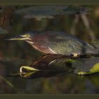 Green Heron