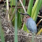 Green Heron