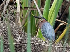 Green Heron