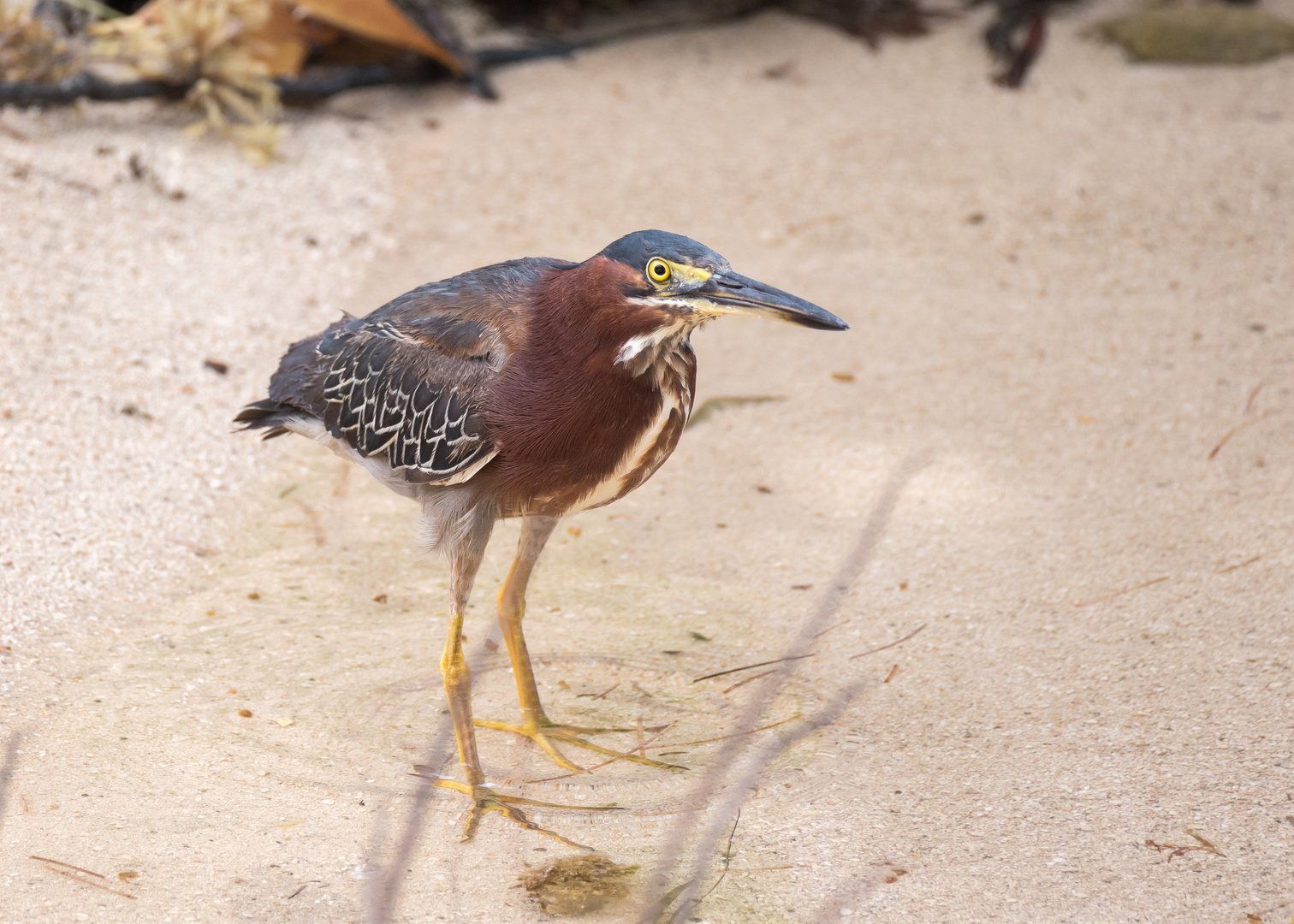 Green Heron