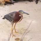 Green Heron