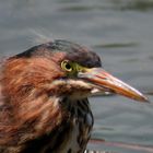 green Heron an der San Francisco Bay