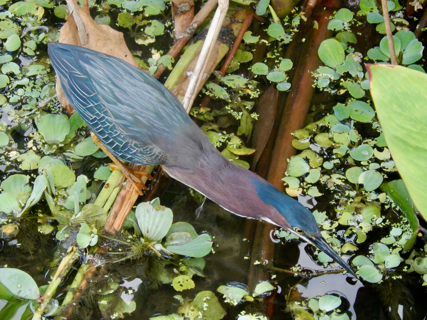 Green heron at Celery Fields, Sarasota 